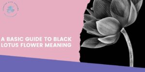 A Basic Guide to Black Lotus Flower Meaning