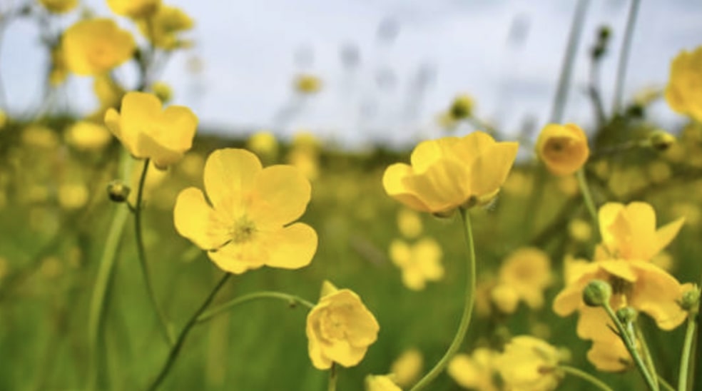 Buttercup Flower Meaning