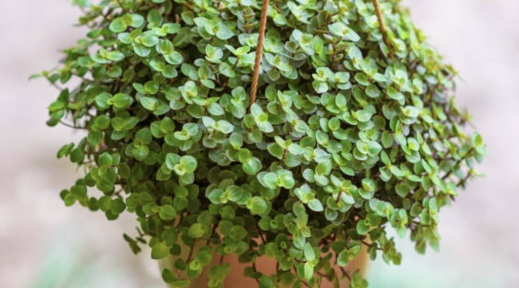 Growing Turtle Vines