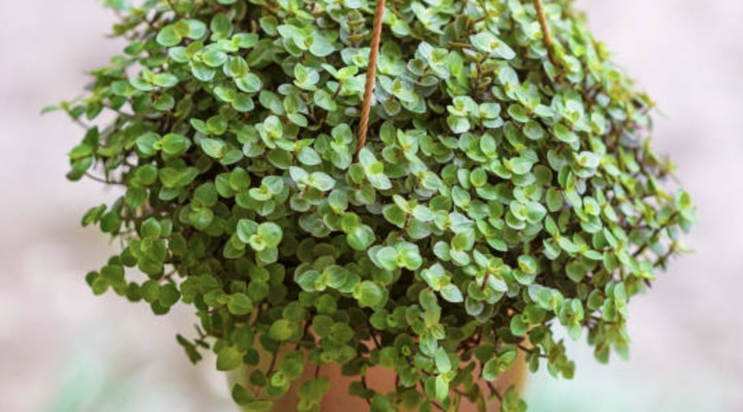 How to Grow Turtle Vines Properly [2026]