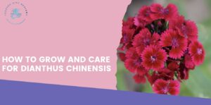How to Grow and Care for Dianthus Chinensis