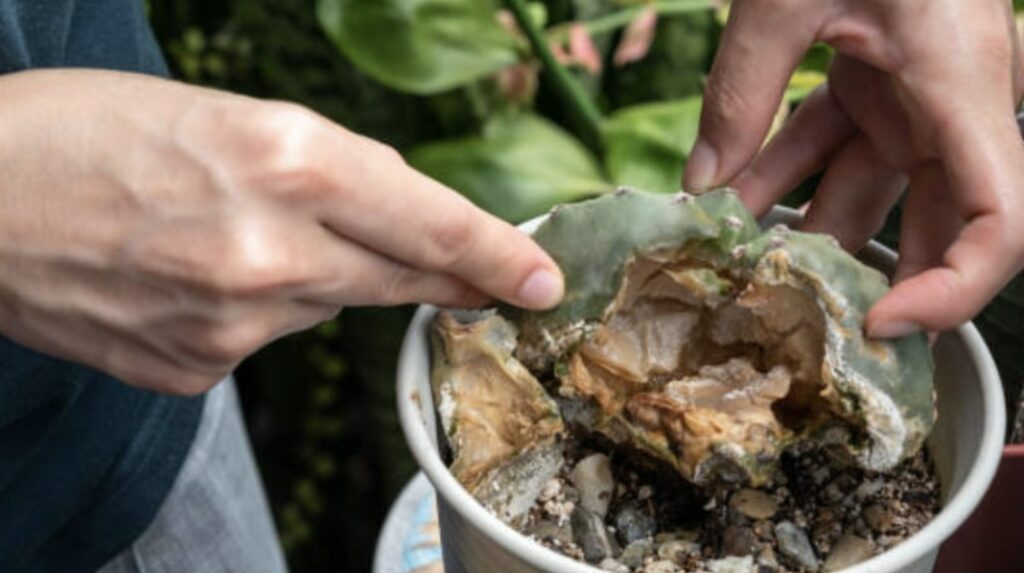 Root Rot