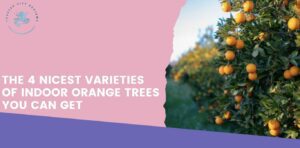 The 4 Nicest Varieties of Indoor Orange Trees You Can Get
