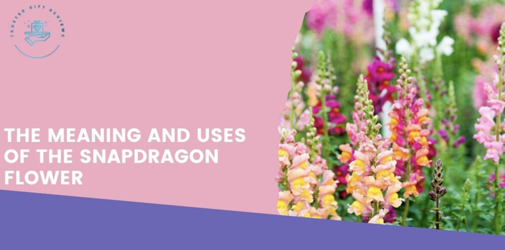 The Meaning and Uses of the Snapdragon Flower