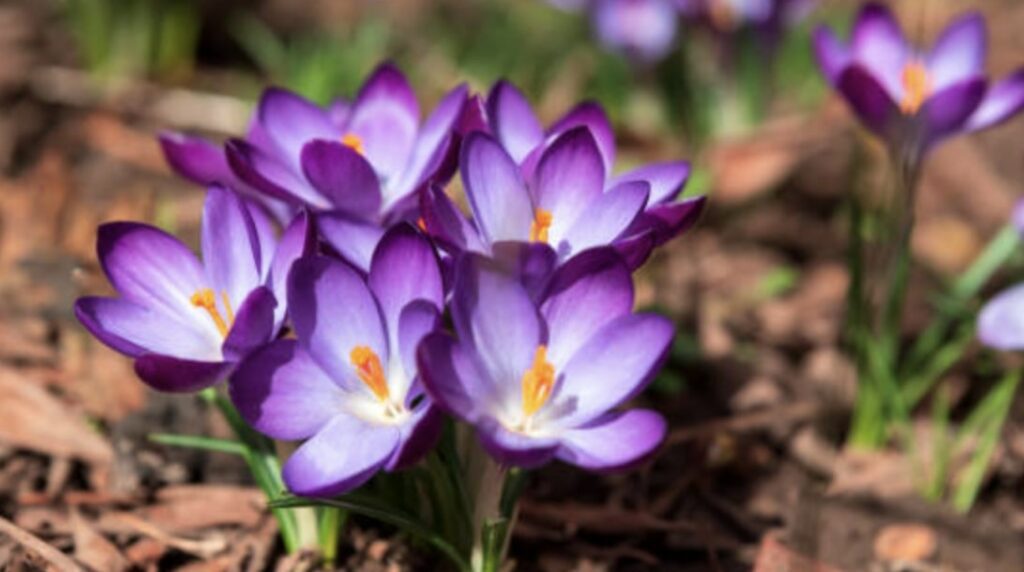 The Meaning of the Crocus Flower by Color