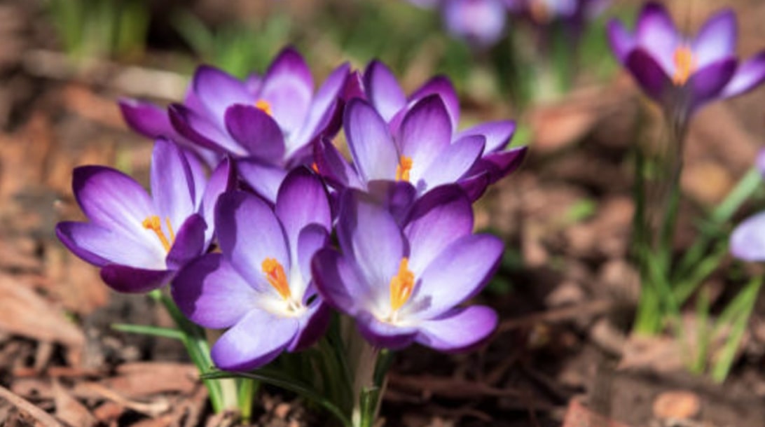 A Basic Guide to Crocus Flower Meaning [2026]