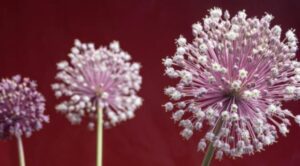 The Various Color Meanings of Alliums