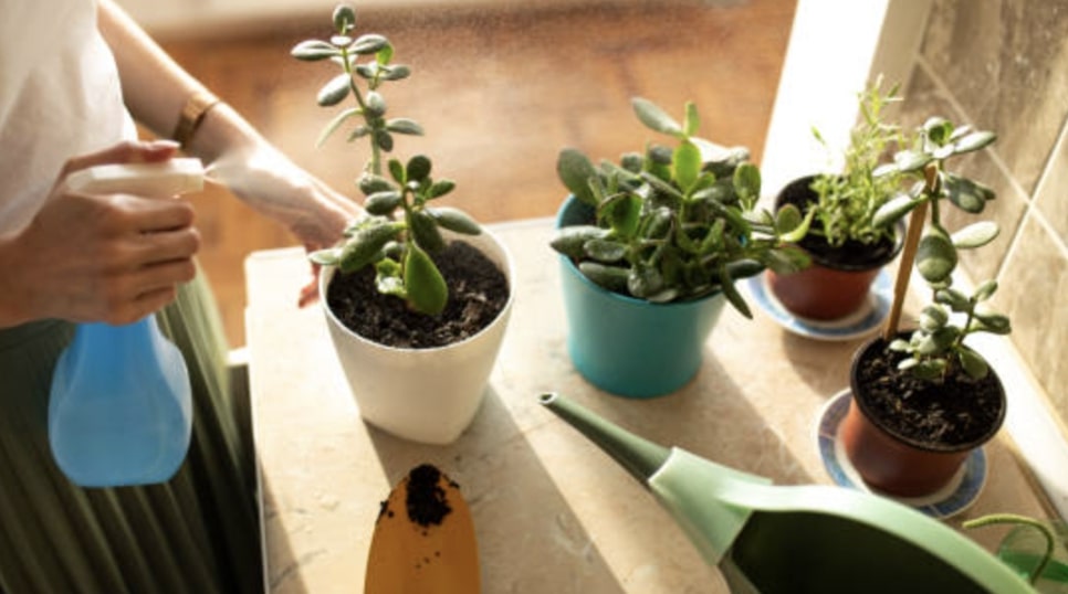 What are the best pot containers for jade plants