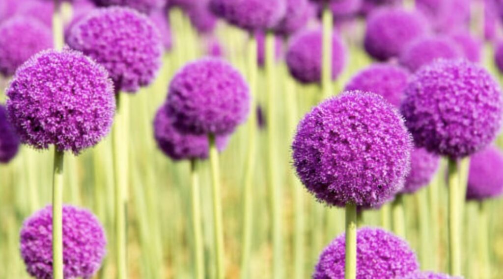 What do allium flowers symbolize