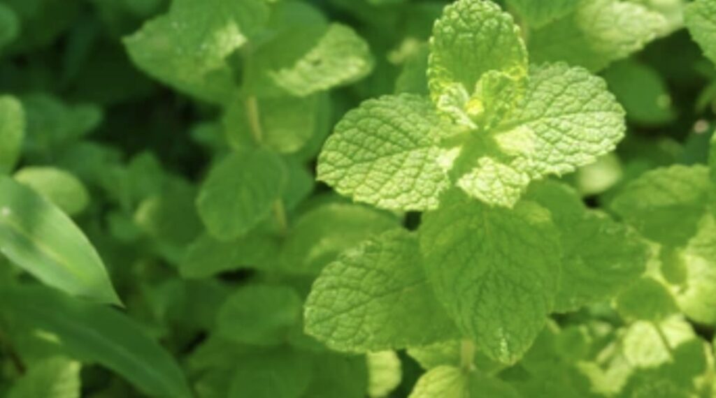 Apple Mint