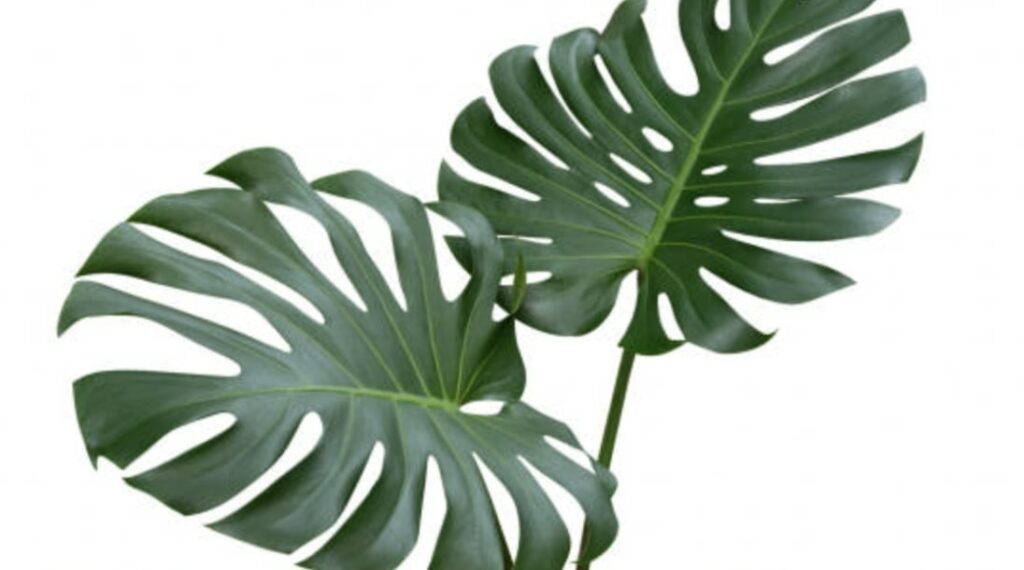 Basic Information about the Monstera