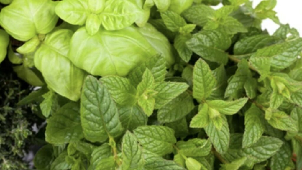 Basil Mint