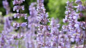 Catmint