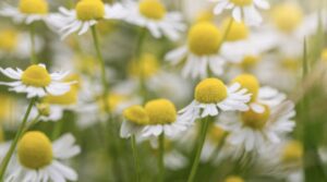 Chamomile Flower Meaning and Symbolism