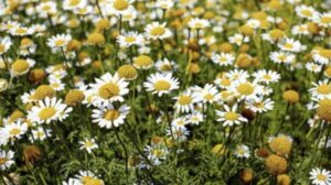 Chamomile and Its Cultural Importance