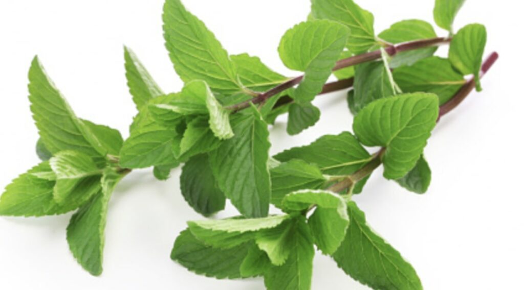 Cuban Mint