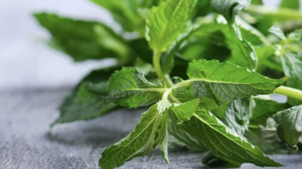 Curly Mint