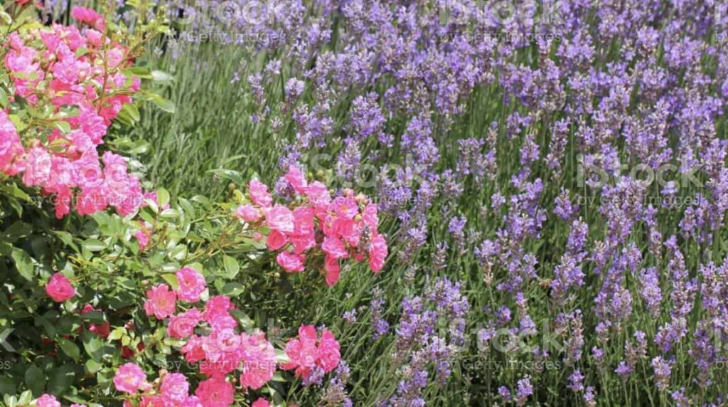 Different Types of Lavender to Grow in Your Garden