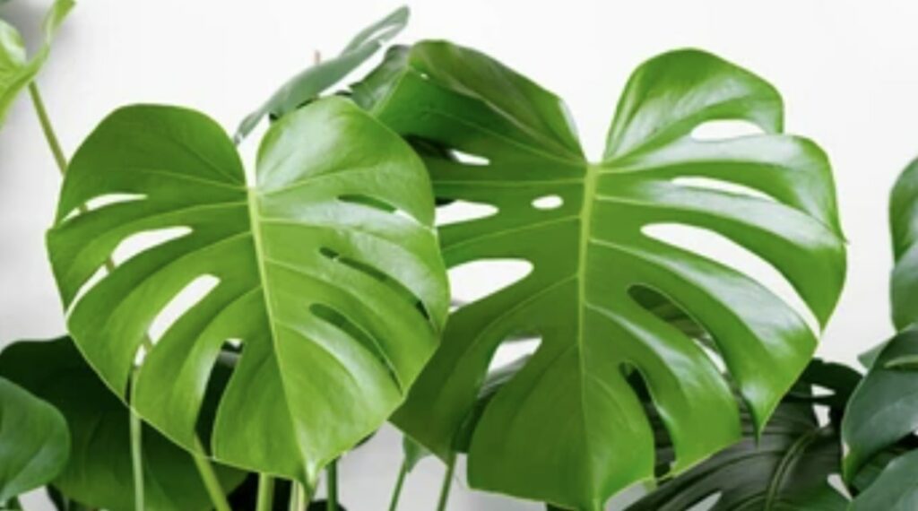 FAQs about the Monstera Plant