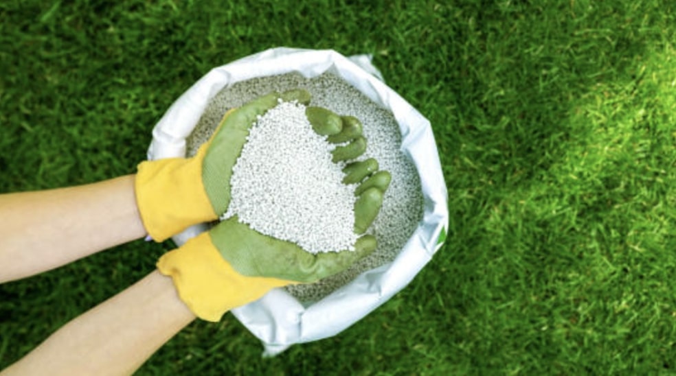 Fertilizing a Spider Plant