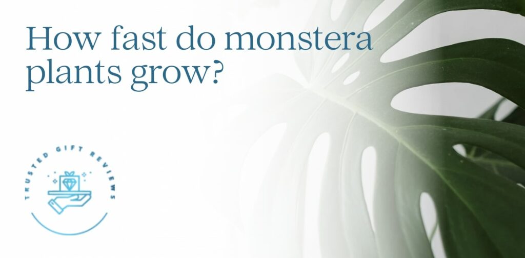 How fast do monstera plants grow