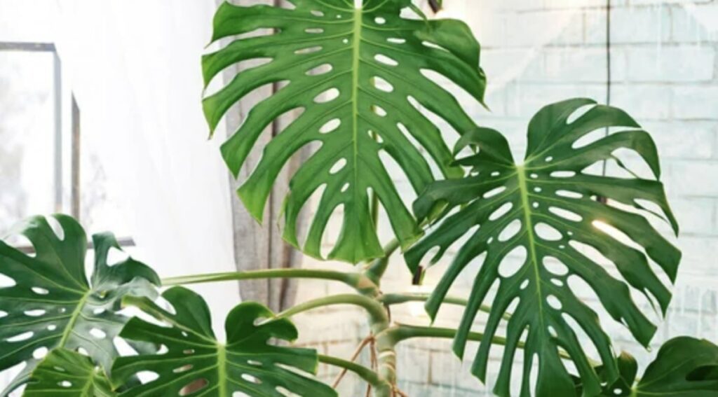 How long does it take a monstera to reach its mature size