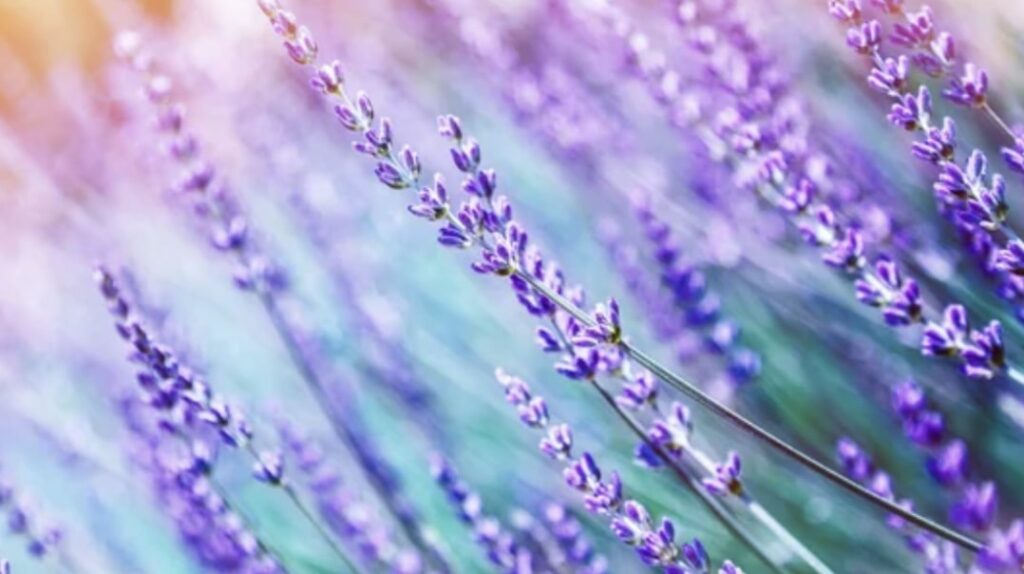 Lavender Meaning and Symbolism