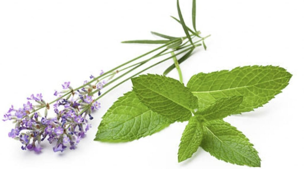 Lavender Mint