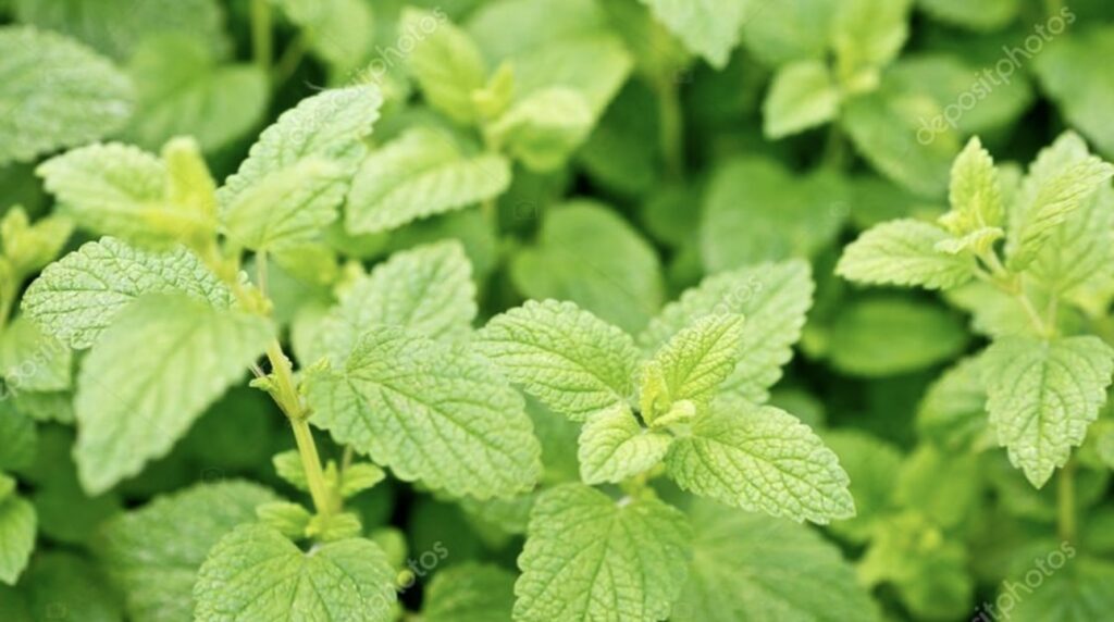 Lemon Balm Mint