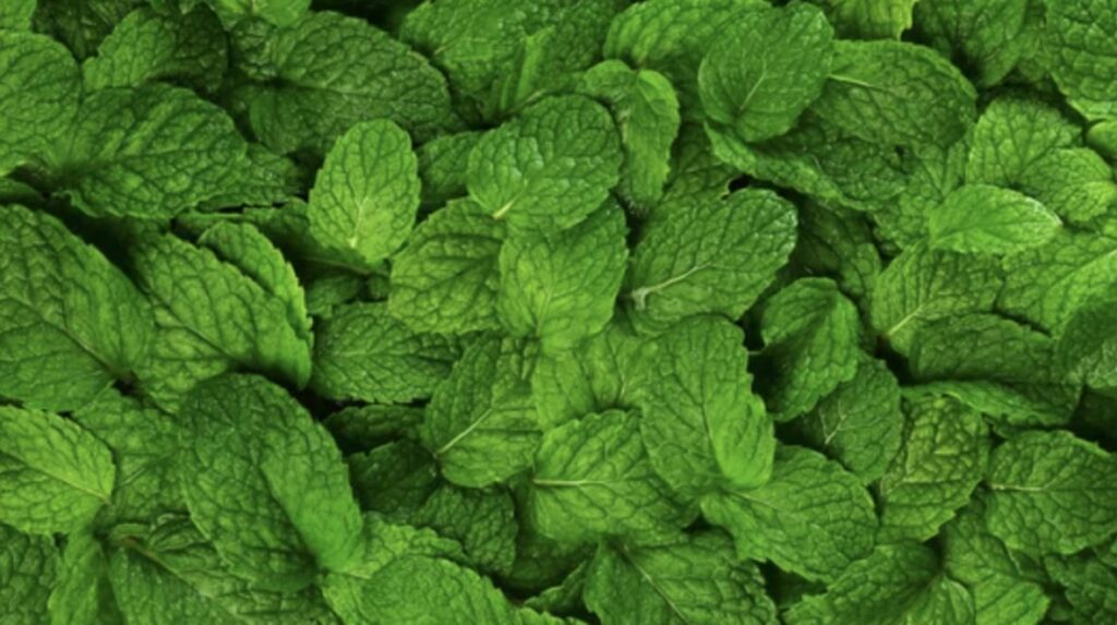 Orange Mint