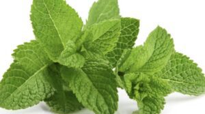 Peppermint