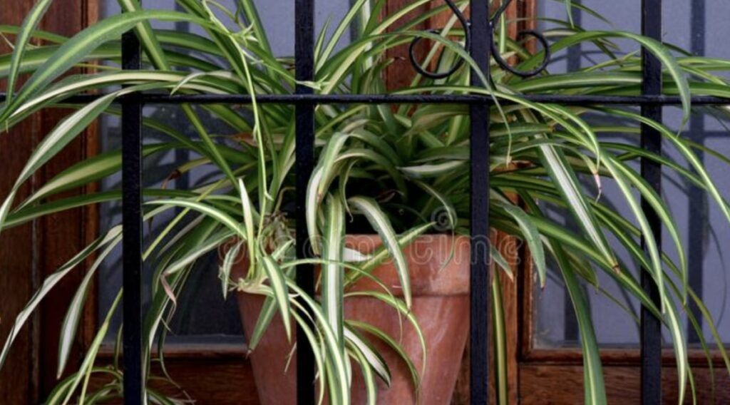 Propagating a Spider Plant