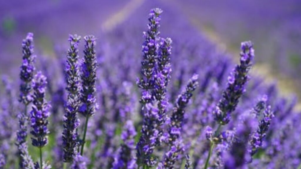 Quick Lavender Facts