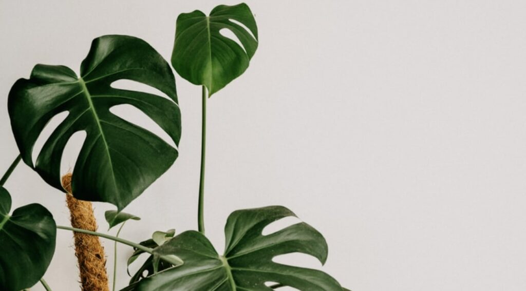 Should I grow monsteras indoors or outdoors