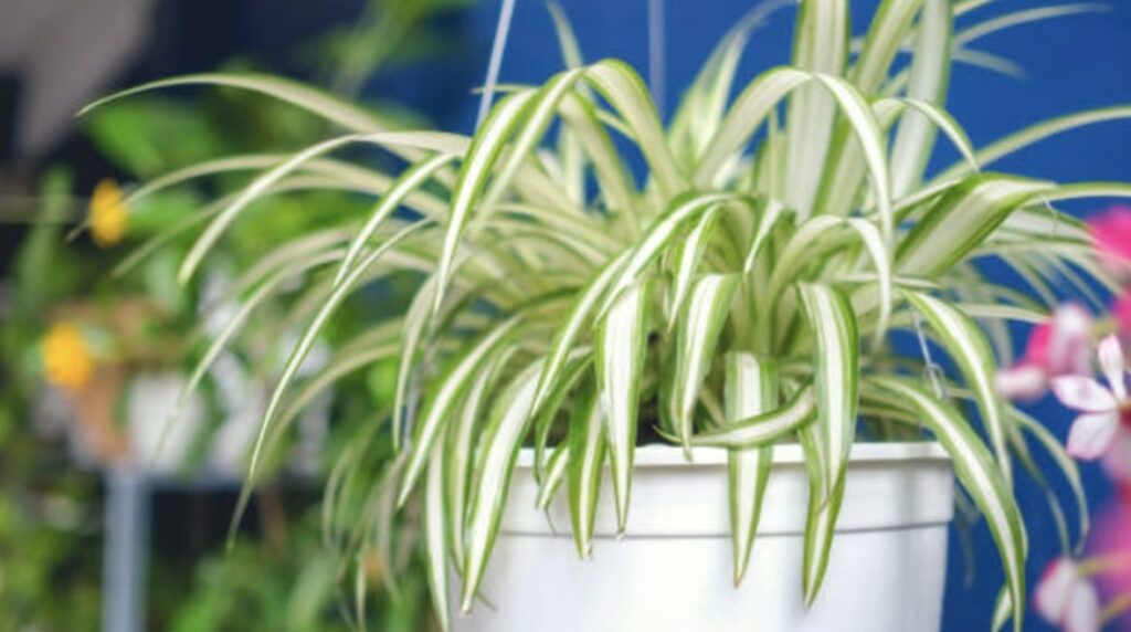 The Best Commercial Spider Plant Soil