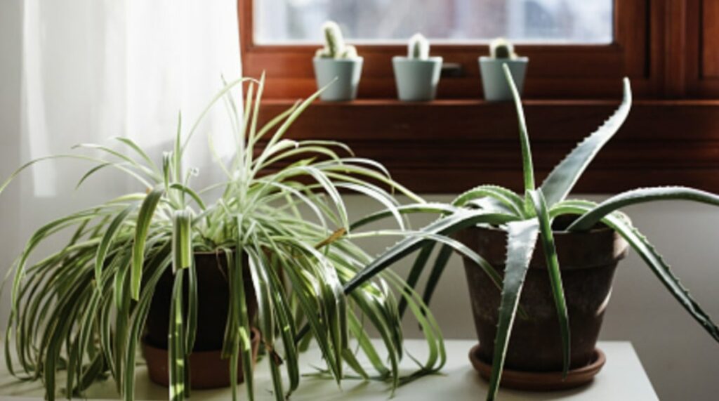 The Ideal Spider Plant Environment
