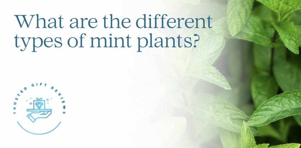 What are the common mint plants to grow at home