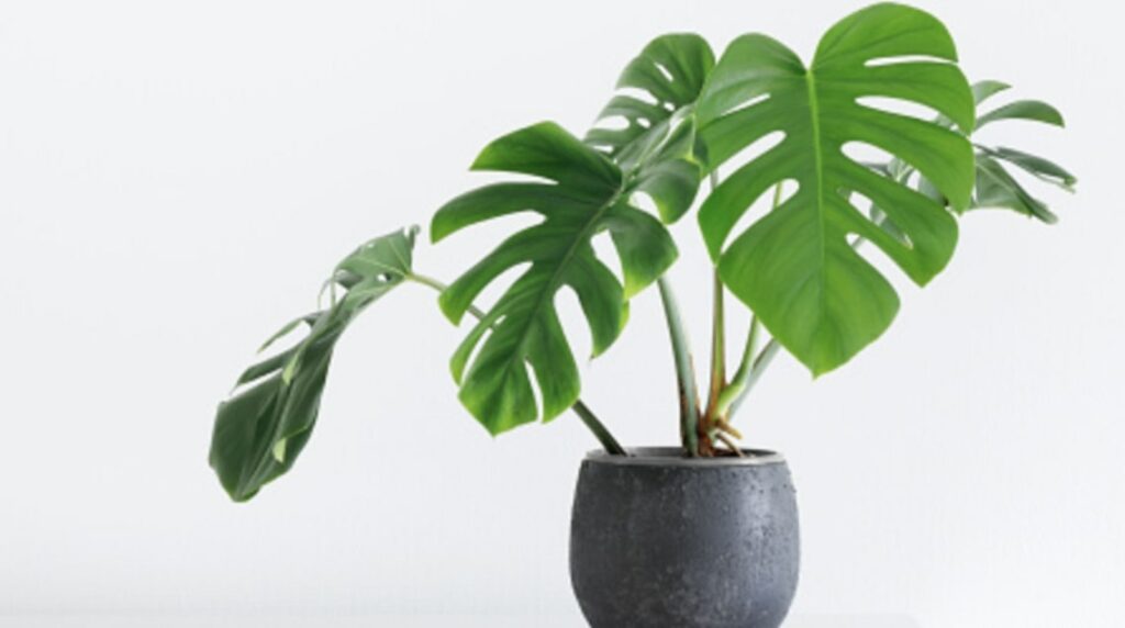 What are the specific growth rates of each monstera species