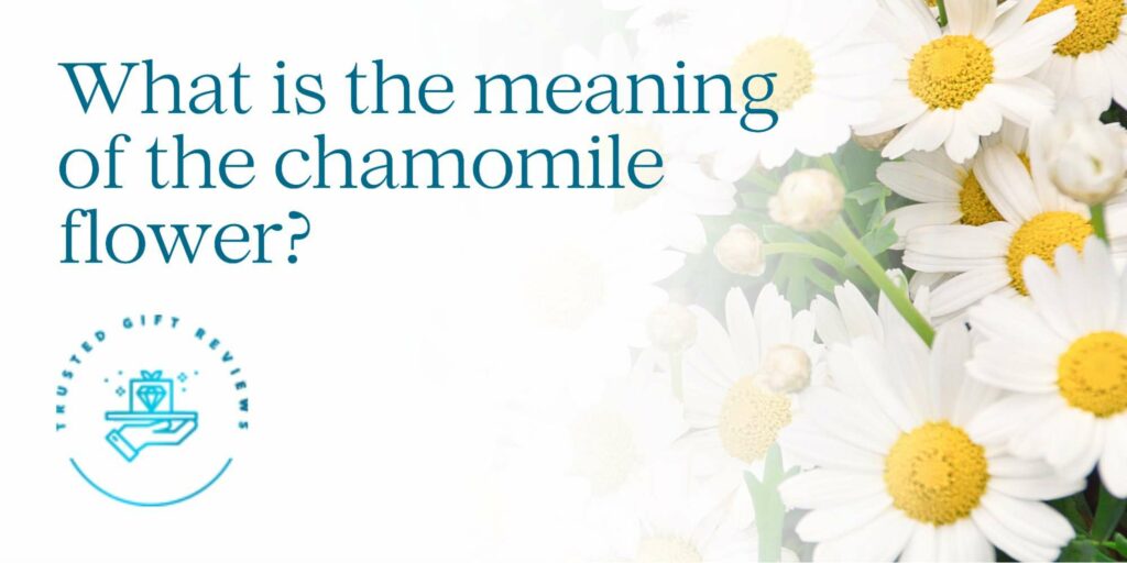 What do chamomile flowers represent