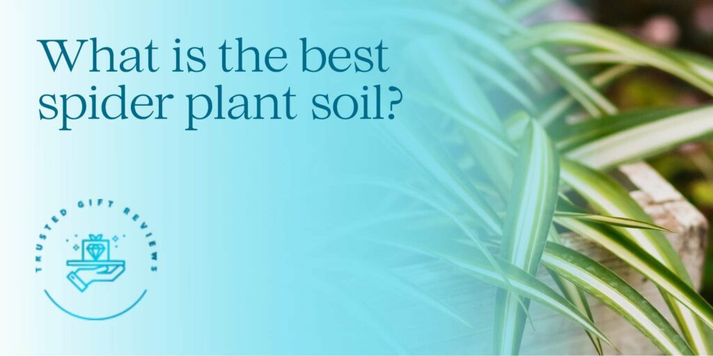 What is the best spider plant soil