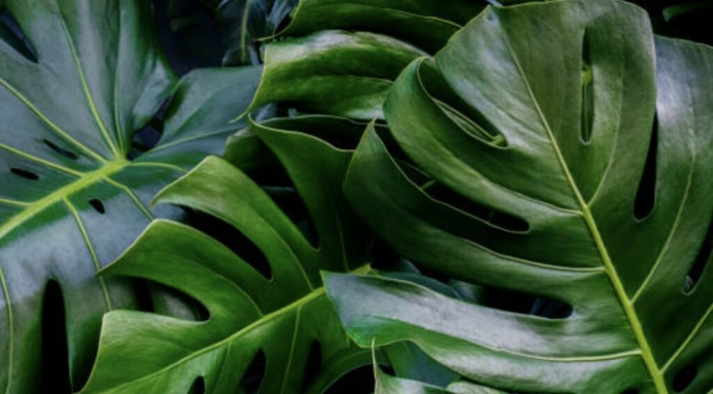 What is the growth habit of monsteras