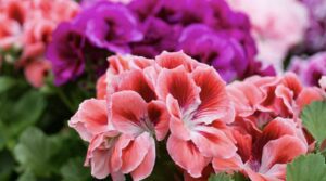 Basic Information about Geraniums