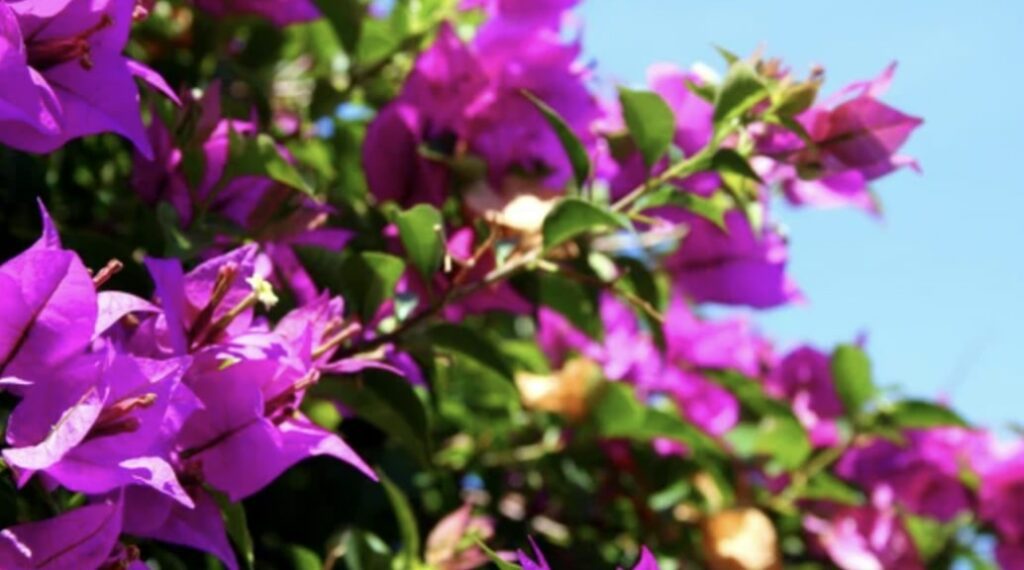 Basic Information about the Bougainvillea