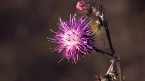Basic Information about the Thistle Flower