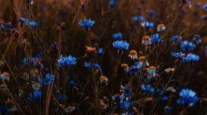 Blue Flowers and Their Cultural Significance