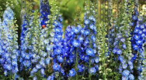 Botanical Description of Delphiniums