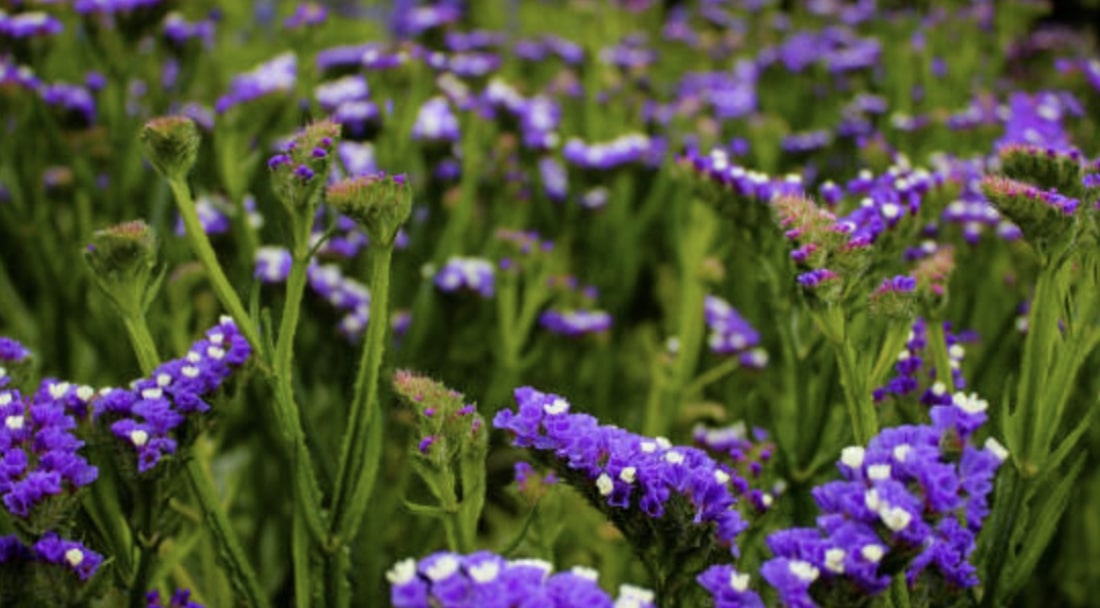 What is the meaning of the statice flower? [2026]