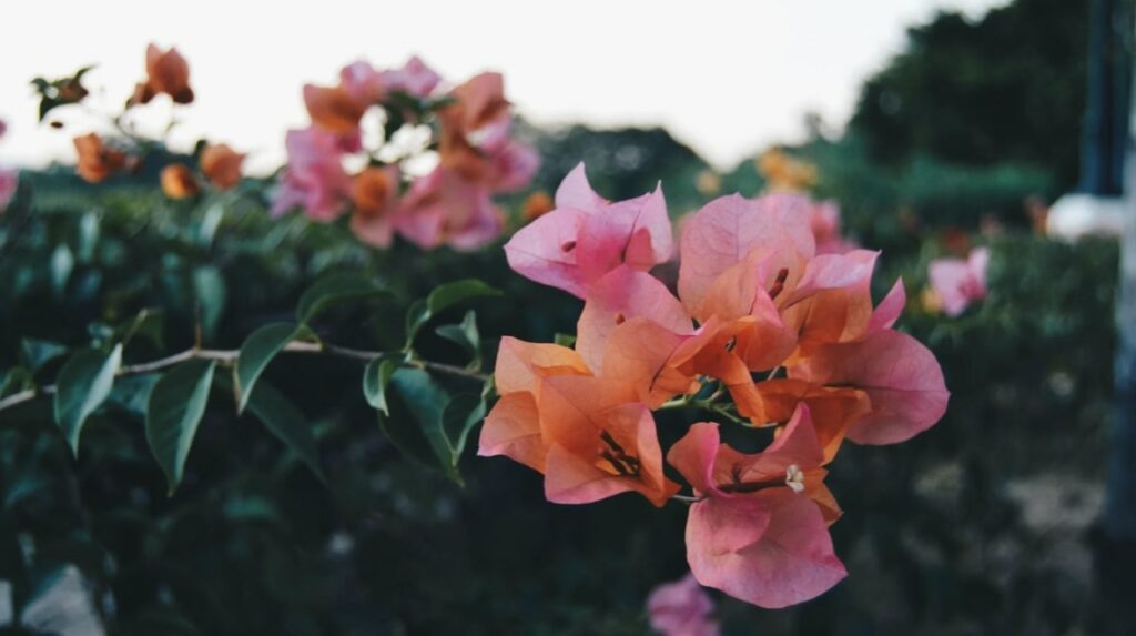 Bougainvillea Flower Symbolism