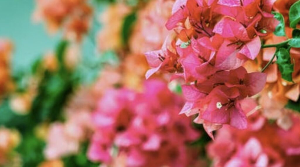Bougainvillea Plant Description