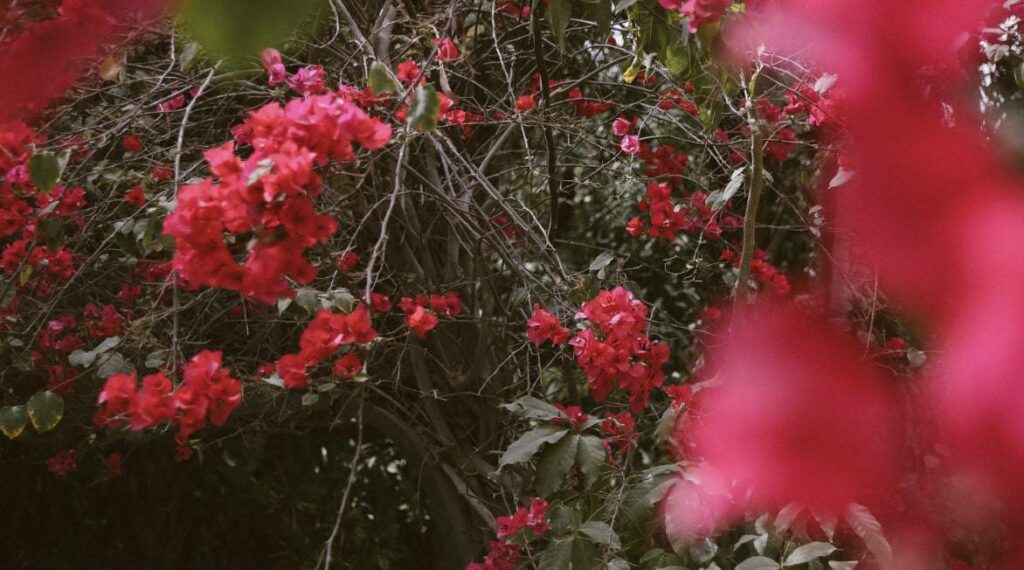 Bougainvillea as the Official Flower